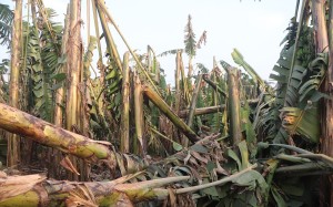 हावाहुरीले चितवनमा ४ करोडको केराखेती नष्ट, सयौँ किसान प्रभावित