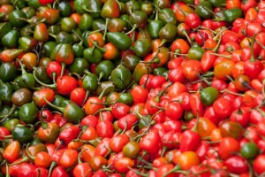 युरोप, अमेरिका पुग्छ सिगानाको अकबरे खुर्सानी