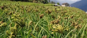 म्याग्दीमा धान र कोदोको उत्पादन घट्यो