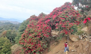 जलवायु परिवर्तनका कारण माघमै फुले लालीगुराँस