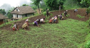 राइनास नगरपालिकाले दियो कोदो किसानलाई अनुदान