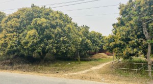 मधेशमा यसपाली ६० प्रतिशत आँप उत्पादन बढ्ने अनुमान