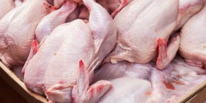 मरेको ब्रोइलर कुखुराको मासु खाँदा कैलालीमा दुई बालकको मृत्यु