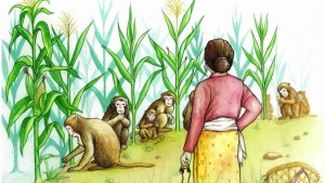 बाँदर नियन्त्रणबारे अध्ययन गर्न सांसदहरू भारत जाँदै