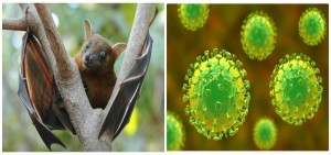 भारतको पश्चिम बङ्गालमा निपाह भाइरस फेला, नेपालमा पनि सतर्कता अपनाउन निर्देशन