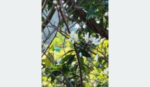 असोजमै फुल्यो ‘पलम’