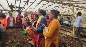 जैविकखेती प्रवर्द्धन गर्न गड्यौला मल उत्पादनमा जोड