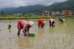 वर्षा कम हुँदा धान रोपाइँ सुस्त, देशभर ११ प्रतिशत मात्रै रोपाइँ