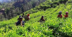 नेपाली चियाको आयात परीक्षणमा भारतको आंशिक सहजीकरण