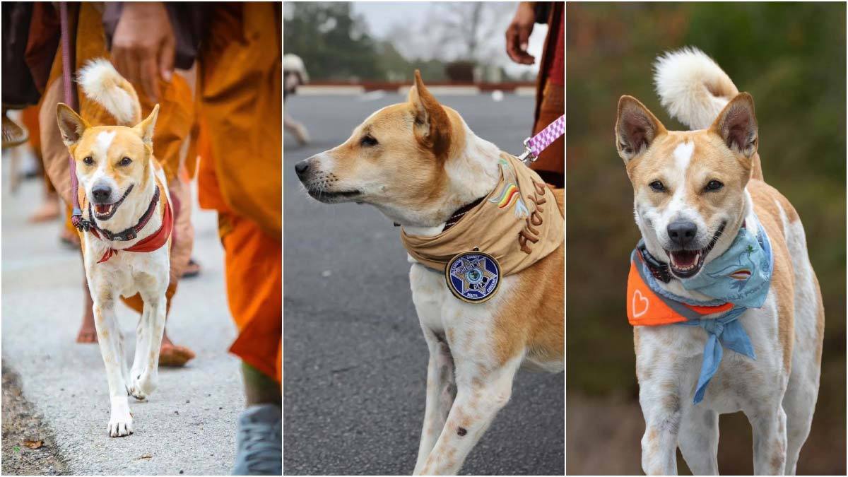 धुलाम्मे सडकदेखि ह्वाइट हाउससम्म- ‘शान्ति दूत’ बनेको वेवारिसे कुकुर अलोका