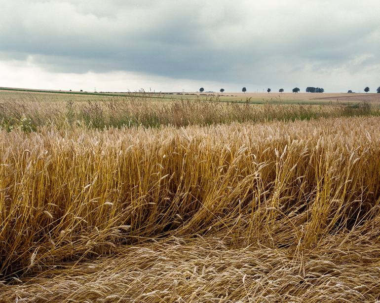 बेमौसमी वर्षाले  लुम्बिनी प्रदेशकाको  गहुँबाली प्रभावित 