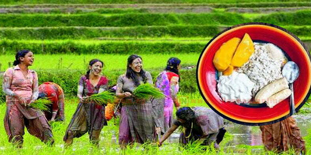 आज असार १५, राष्ट्रिय धान दिवस तथा रोपाइँ महोत्सव मनाइँदै