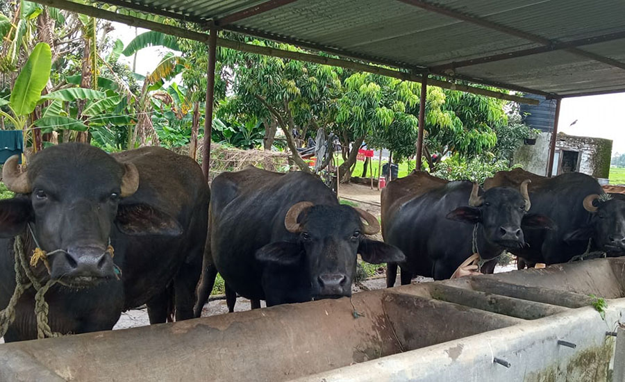 खाडीबाट फर्केर गाउँमा भैंसीपालन, मासिक ४ लाख आम्दानी   