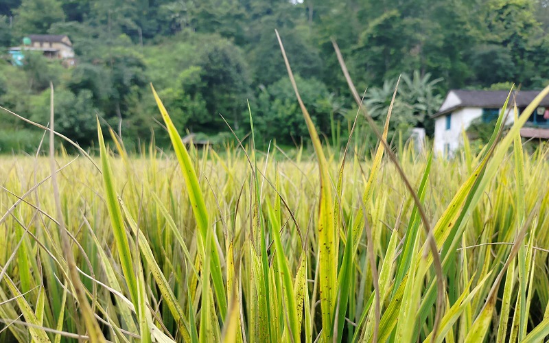 धानमा राते रोग लागेपछि कृषक चिन्तित