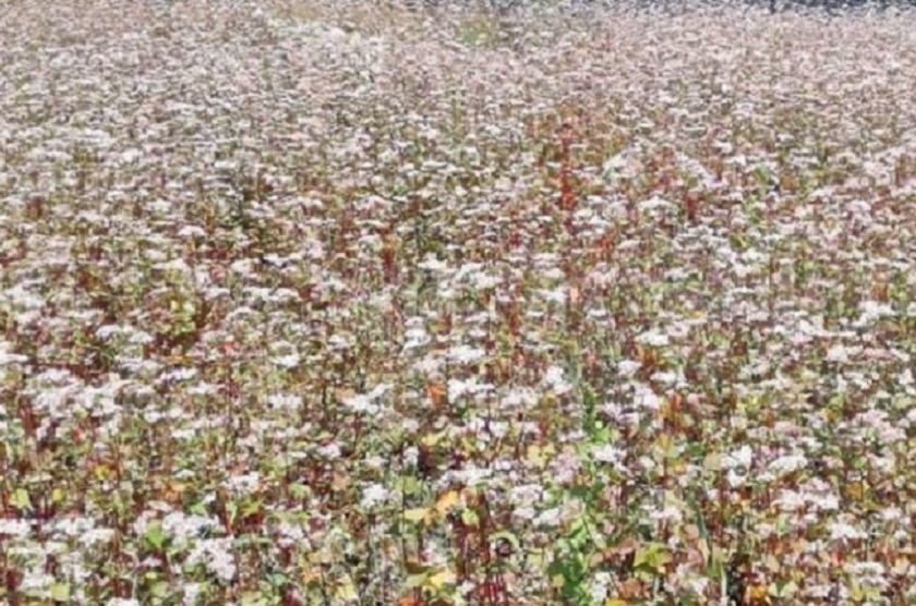 मनाङका किसानले भित्र्याए फापर बाली