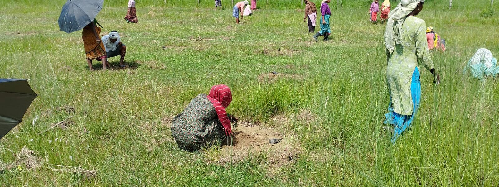 डिभिजन वन कार्यालयद्वारा एक लाख जनालाई अस्थायी रोजगारी