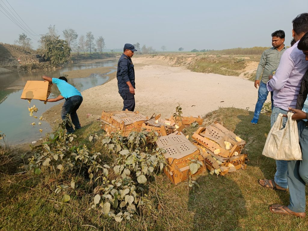 कपिलवस्तुमा १५ सय अवैध कुखुराका चल्ला नष्ट