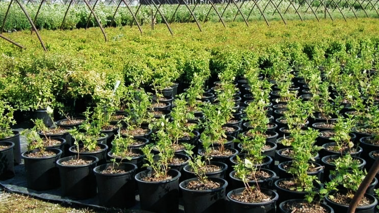 स्याउको बिरुवामै भ्रष्टाचार