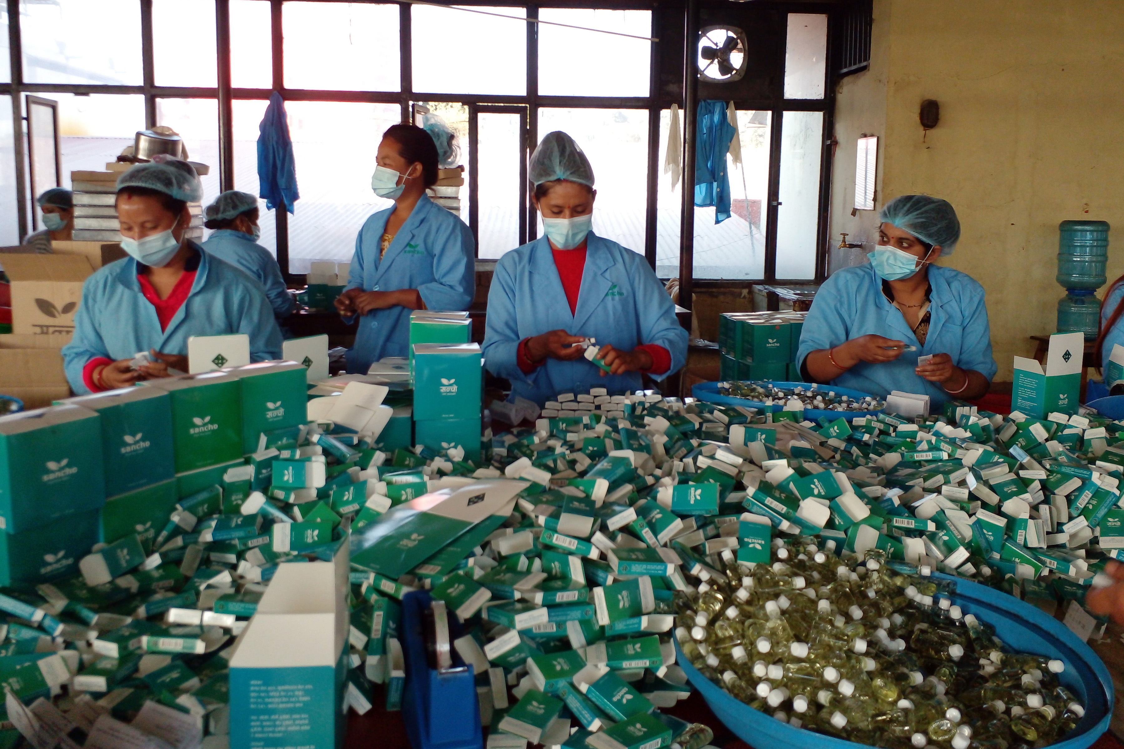 जडिबुटीको लोकप्रिय बन्दै 'सन्चो', दोब्बरले बढ्यो उत्पादन 