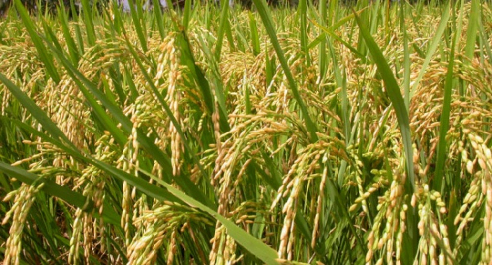 तनहुँमा चैते धान खेती घट्दो