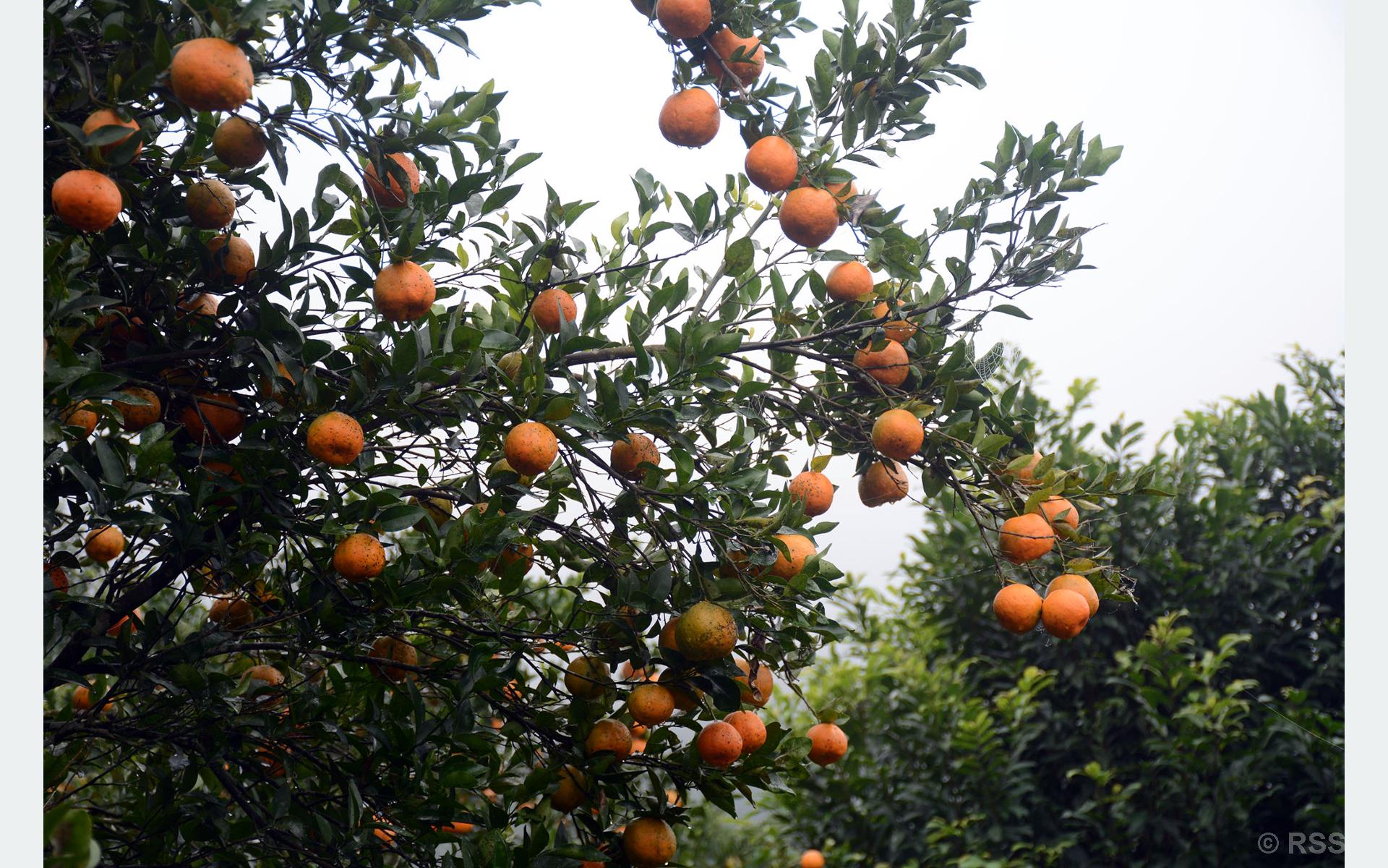 तनहुँमा सुन्तला उत्पादन तथा बिक्रीको विवरण सङ्कलन गरिँदै