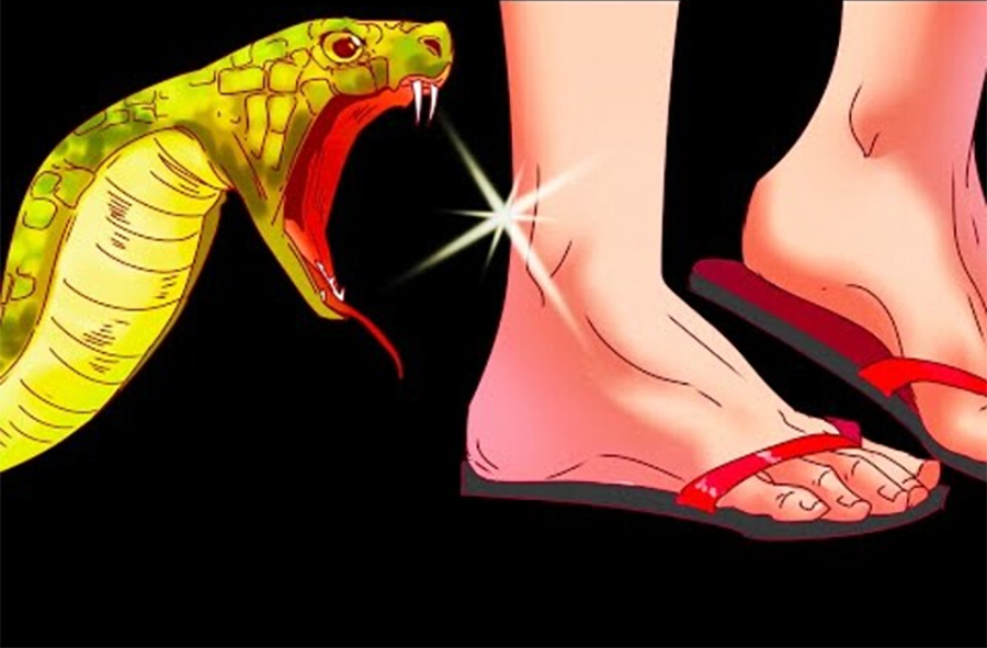 दाङमा सर्पले डस्दा एक बालककाे ज्यान गयाे