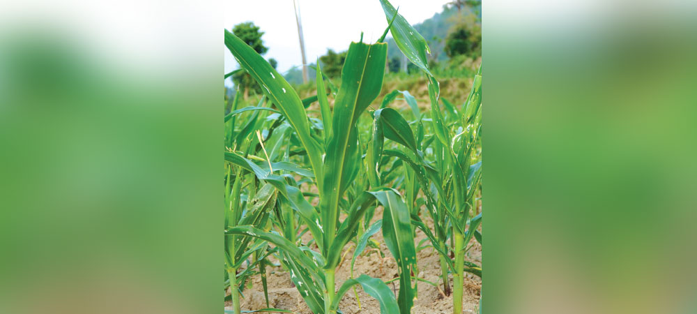 धनकुटामा अमेरिकन फौजीकिराको प्रकोप, मकैबाली नष्ट हुँदा किसान चिन्तित