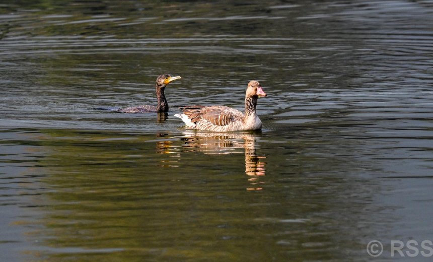 जाडो छल्न नेपाल आइपुगे उत्तरी ध्रुवका चरा