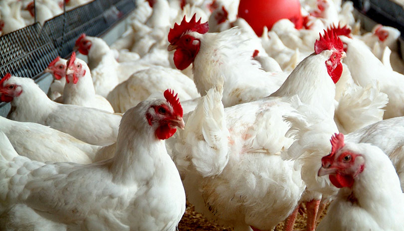 अवैधरुपमा भारतीय कुखुरा भित्रिँदा नेपाली व्यवसायी मारमा