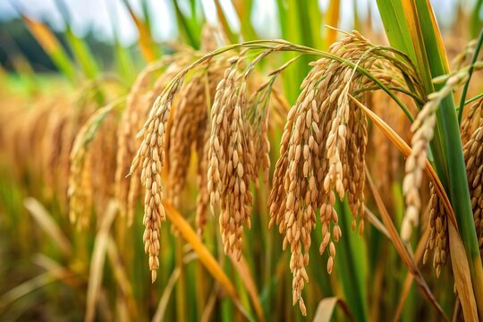 सरकारले तोक्यो बर्खे धानबालीको समर्थन मूल्य