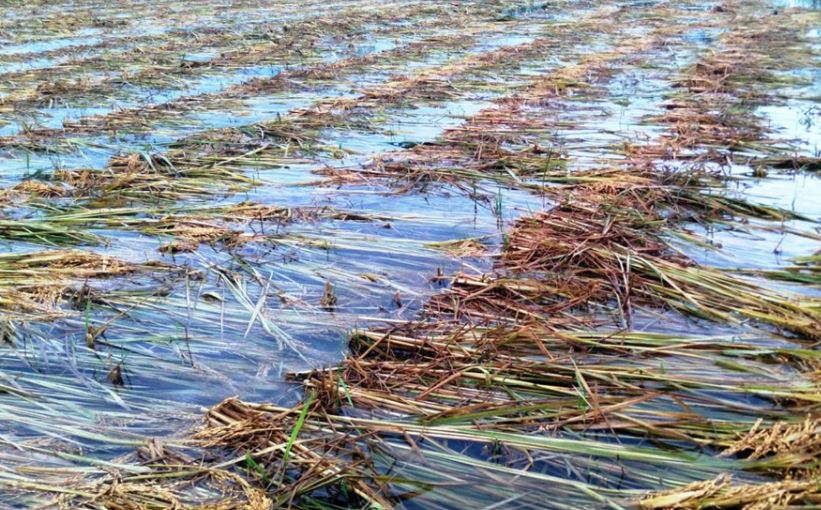 लगातारको वर्षाले तराई तथा मध्य पहाडमा धानबालीमा क्षति