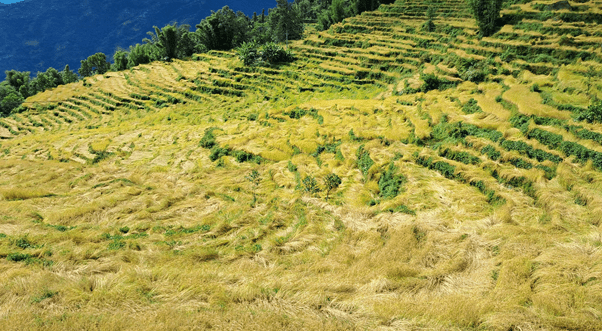 धानको उत्पादन घटेसँगै मूल्यमा पनि गिरावट