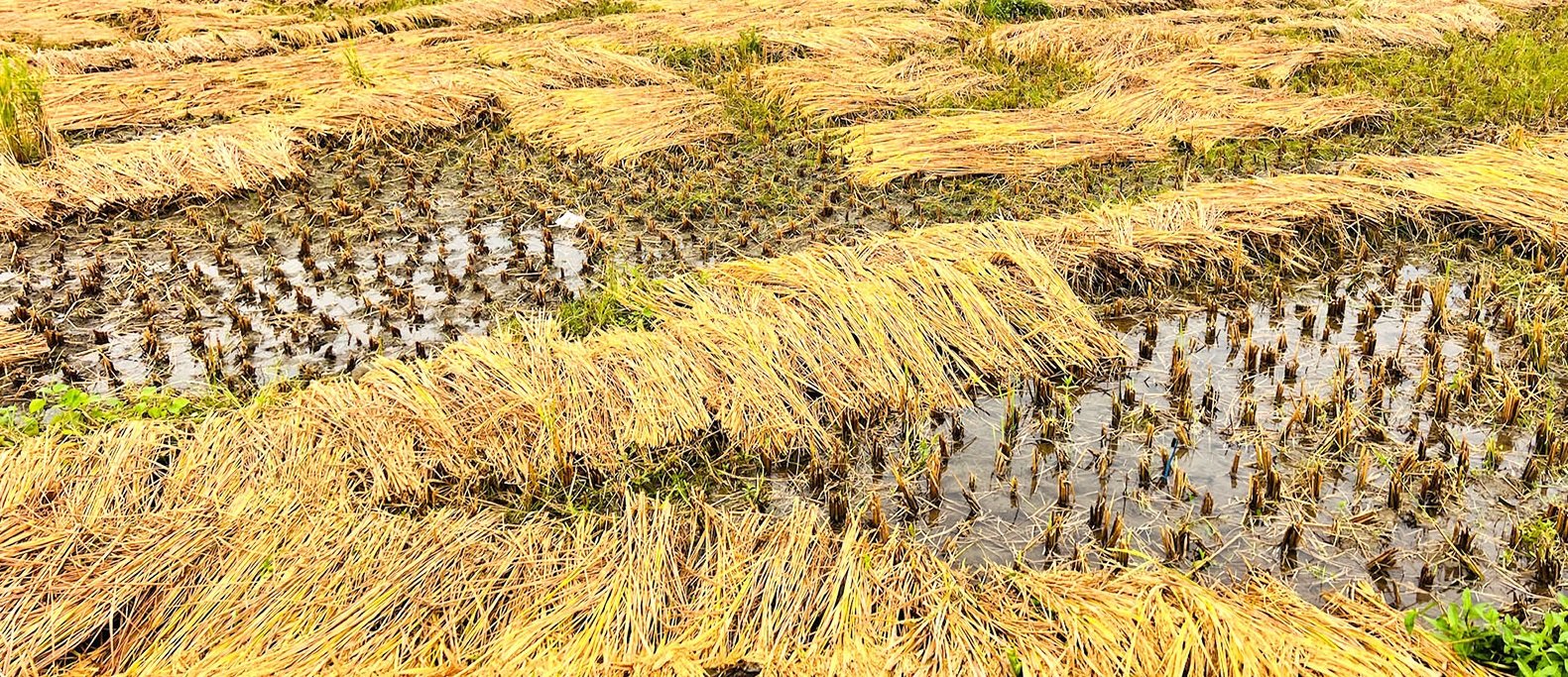 पाकेर थन्क्याउन लागिएको धानबालीमा वर्षाले क्षति गरेपछि कृषक चिन्तित