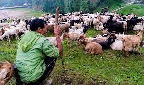 डोटीका भेडा व्यवसायी चिसो छल्न बेँसी झर्दै