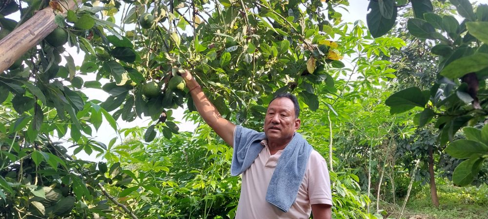 सुन्तला खेती मास्दै एभोकाडो लगाउँदै इलामका किसान
