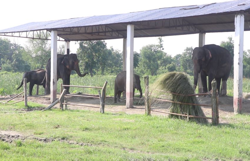 चितवन राष्ट्रिय निकुञ्जको प्रजनन केन्द्रमा अहिलेसम्म ४१ वटा हात्ती जन्मिए