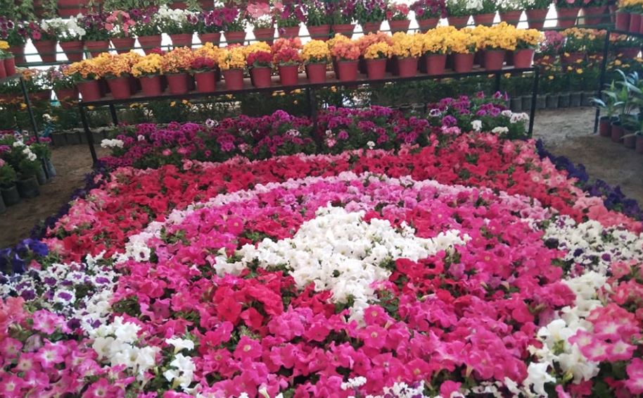 जावलाखेल पुष्प मेला तथा प्रदर्शनी आजदेखि सुरु हुँदै