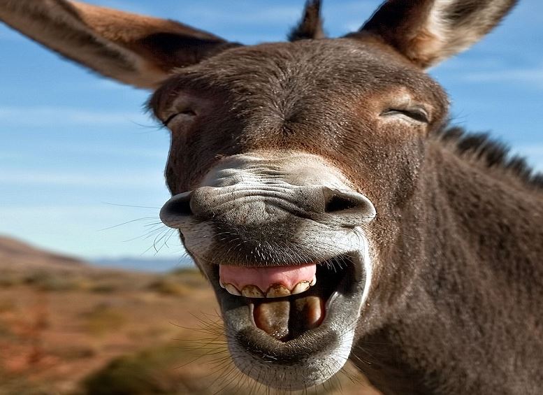 नेपालमा पहिलो पटक गधा दिवस मनाइँदै