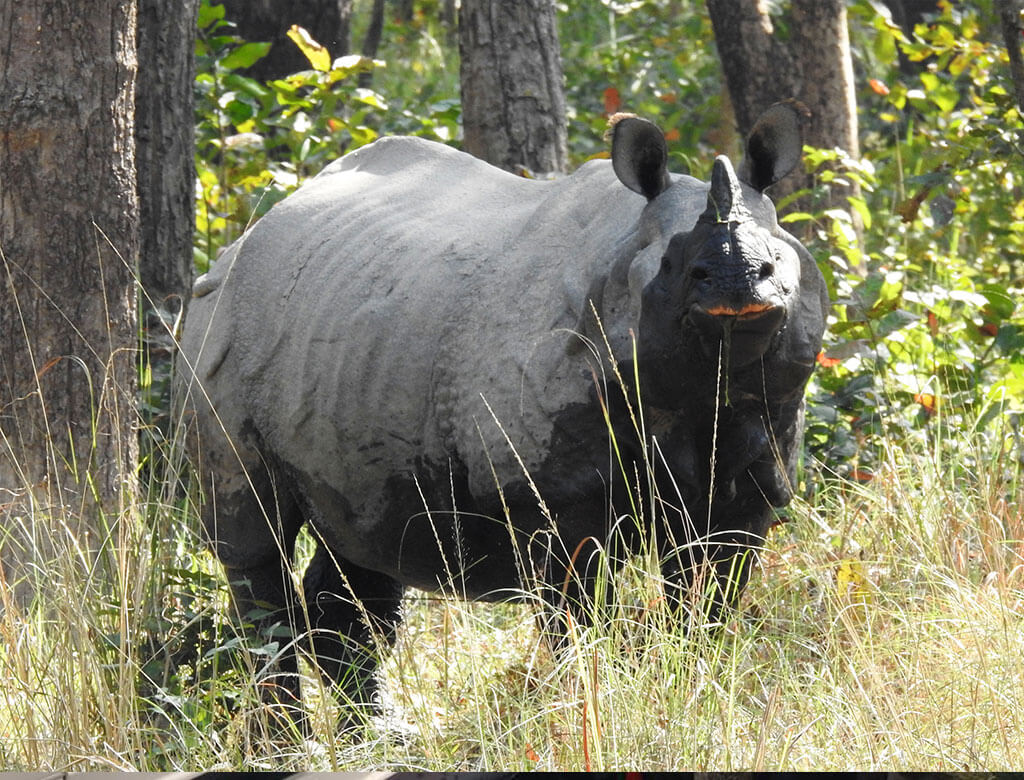मध्यवर्तीका बासिन्दालाई बालीसँगै ज्यान जोगाउन मुस्किल