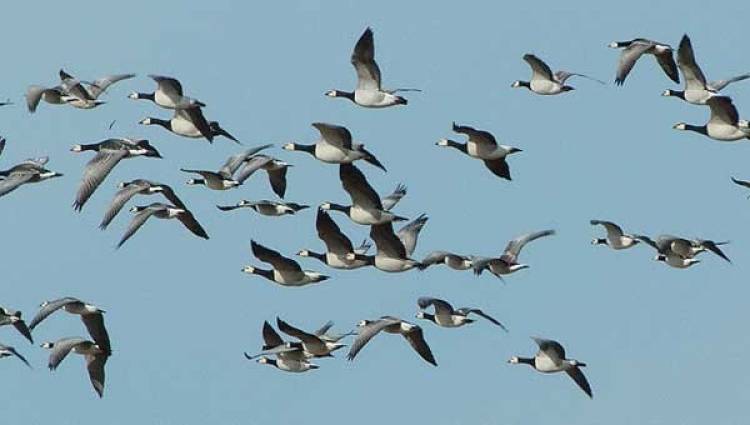 काठमाडौं उपत्यकामा सहरी पक्षीको सङ्ख्या बढ्यो 