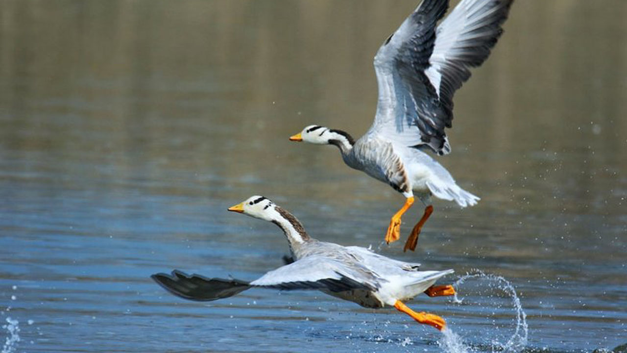 पोखरा उपत्यकामा जलपंक्षी गणना शुरु