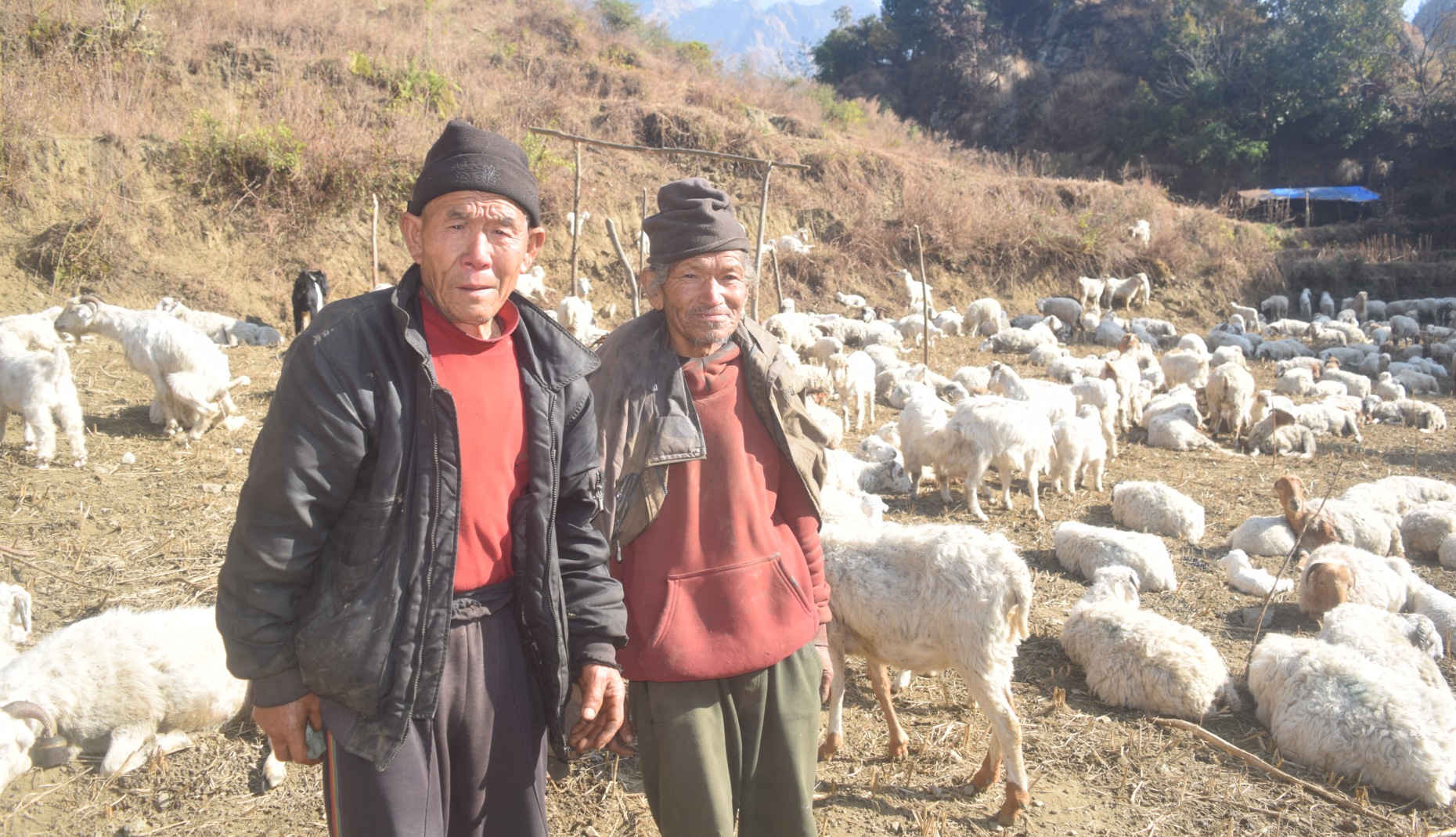 गोठमै मितेरी साइनो