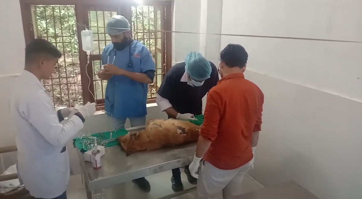 सन्धिखर्कमा छाडा कुकुरको बन्ध्याकरण अभियान सुरु