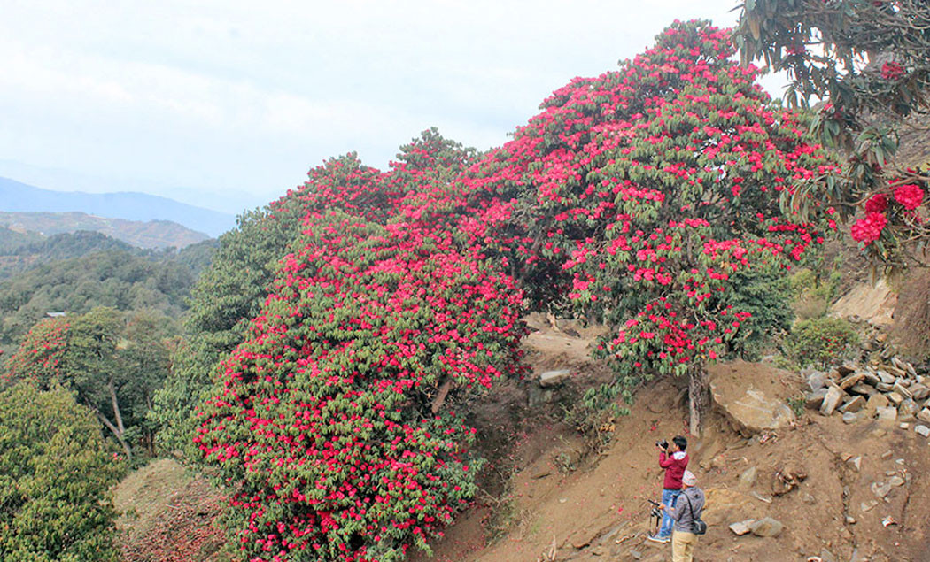 जलवायु परिवर्तनका कारण माघमै फुले लालीगुराँस