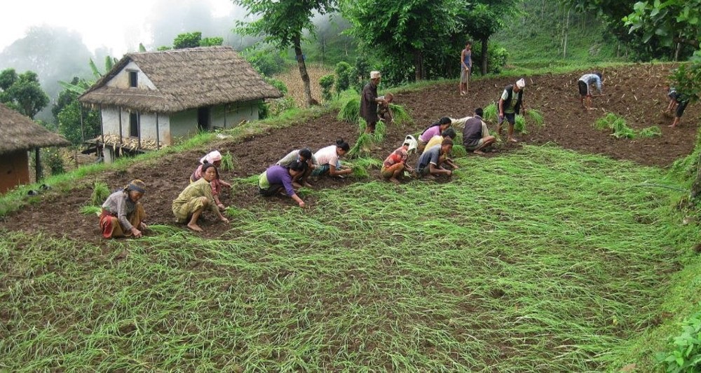 राइनास नगरपालिकाले दियो कोदो किसानलाई अनुदान