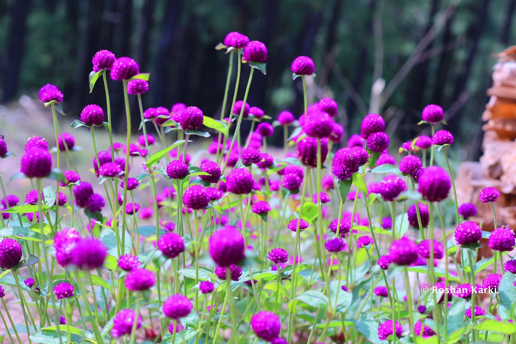 समुद्रपारि दाजुभाइ, आँगनभरि ढकमक मखमली