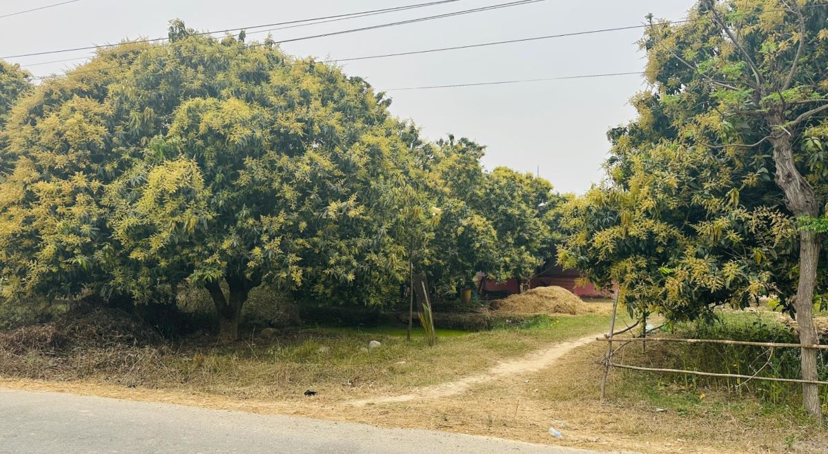 मधेशमा यसपाली ६० प्रतिशत आँप उत्पादन बढ्ने अनुमान