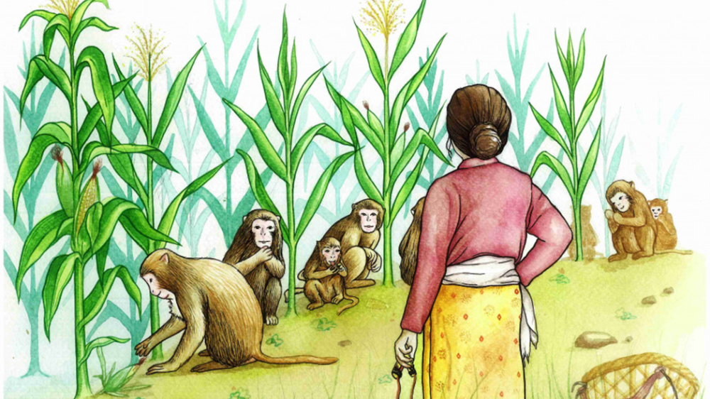 बाँदर नियन्त्रणबारे अध्ययन गर्न सांसदहरू भारत जाँदै