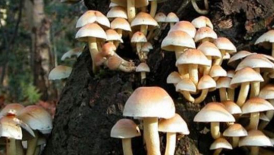 दाङमा विषालु च्याउ खाँदा एकै घरका पाँच जना बिरामी