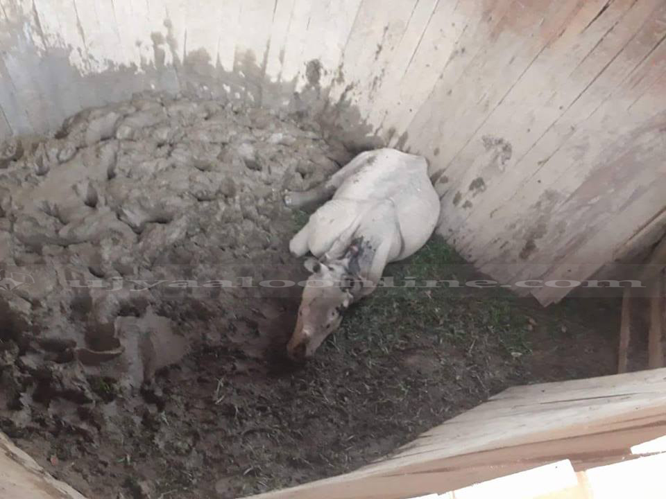 एक महिनाको गैँडा मृत अवस्थामा भेटियो